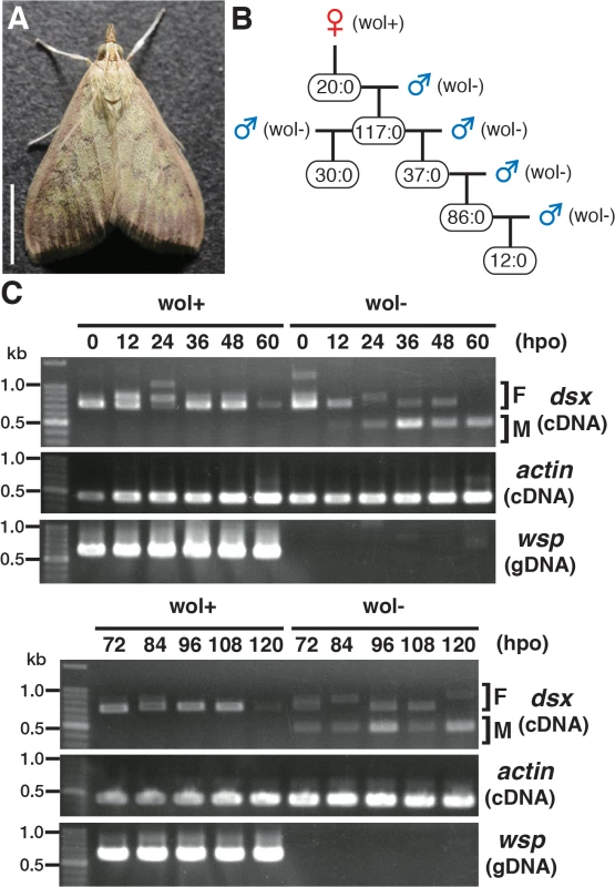 Characterization of a male-killing <i>Wolbachia</i> found in adult <i>Ostrinia</i>.