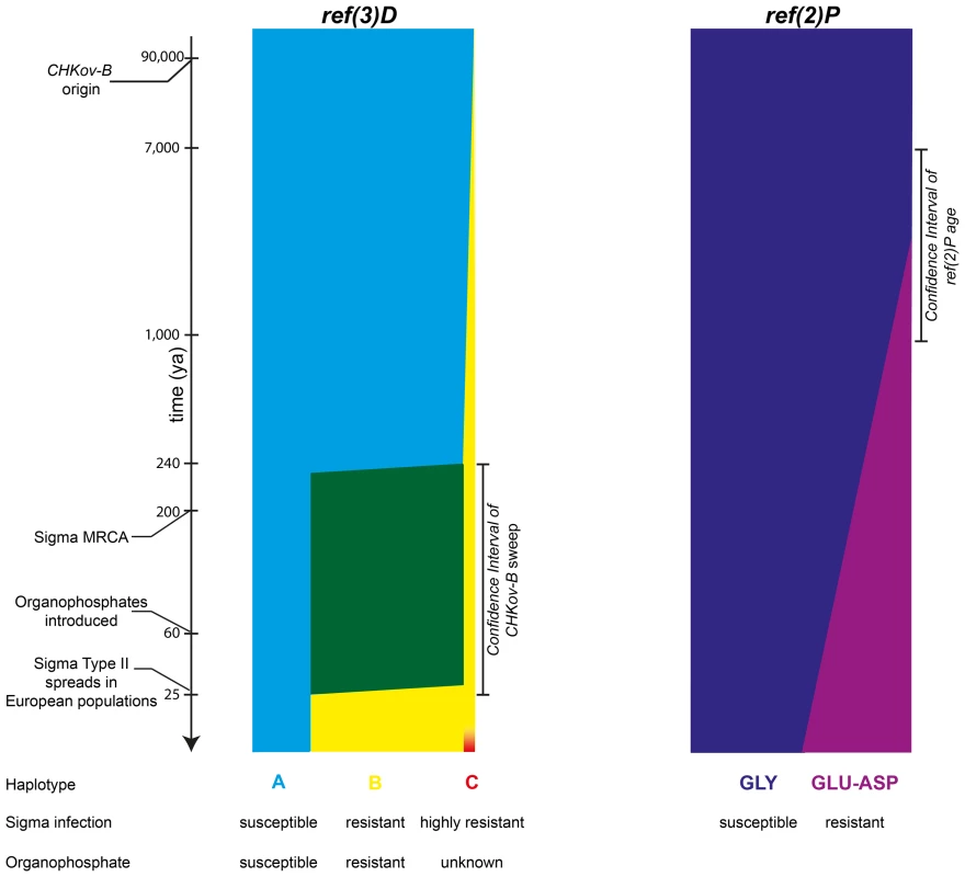 The timeline of putative selective events at two loci with alleles refractory to sigma virus infection.