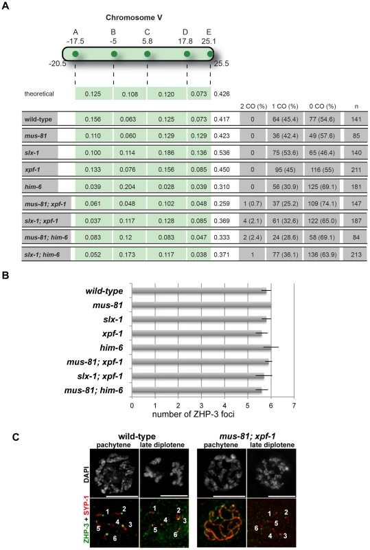 Despite showing reduced crossover recombination frequencies, wild-type numbers of ZHP-3 foci are detected in <i>[mus-81; xpf-1]</i> and <i>[slx-1; xpf-1]</i> double mutants.