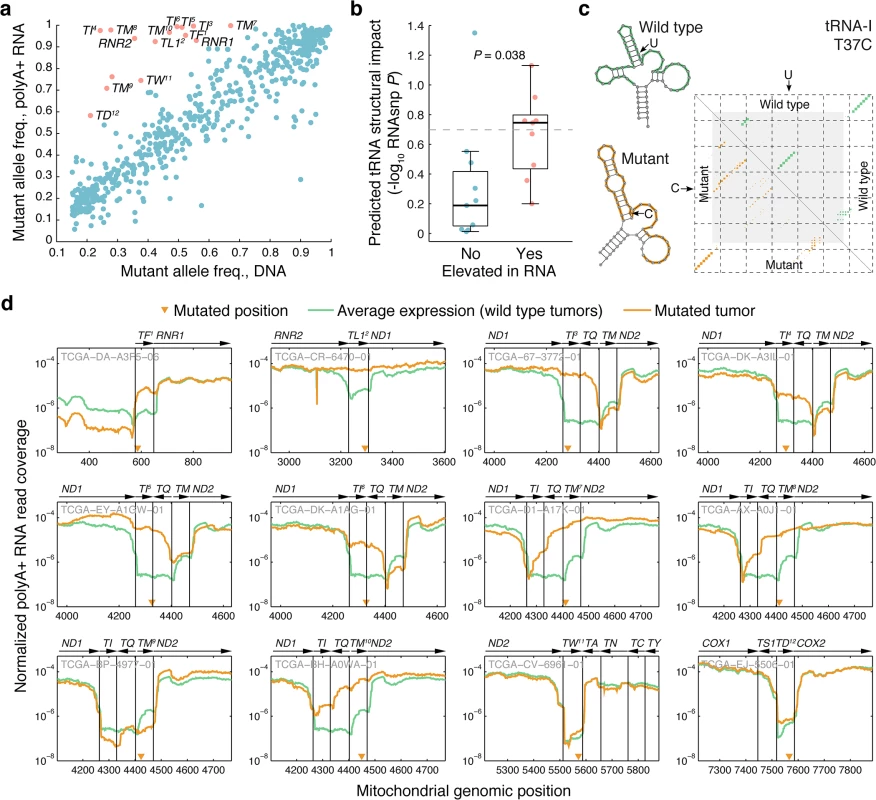Comparison of allelic ratios in DNA and RNA reveals allelic imbalances consistent with impaired tRNA processing.