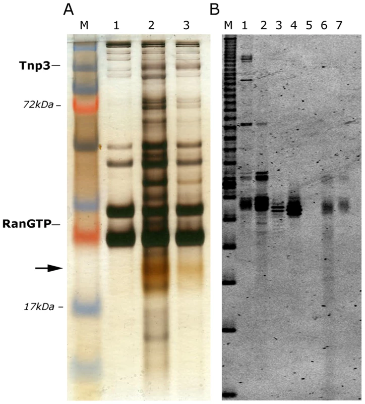 Tnp3 binds cellular tRNAs.