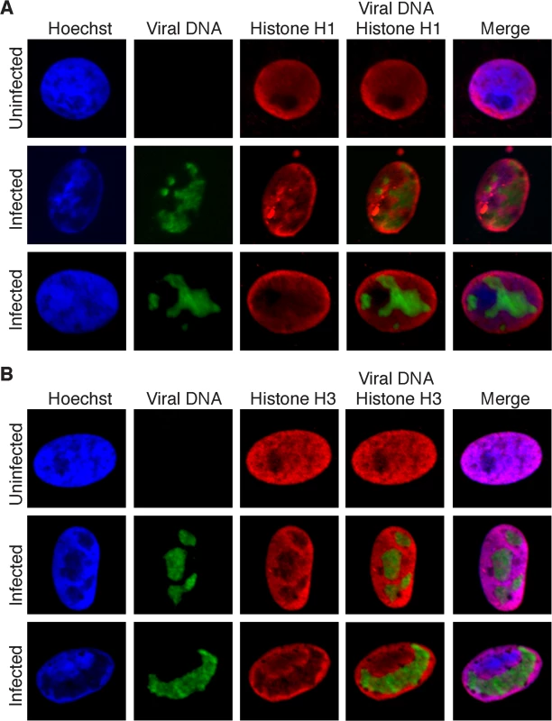 Histones H1 and H3 do not colocalize with replicated HSV genomes.