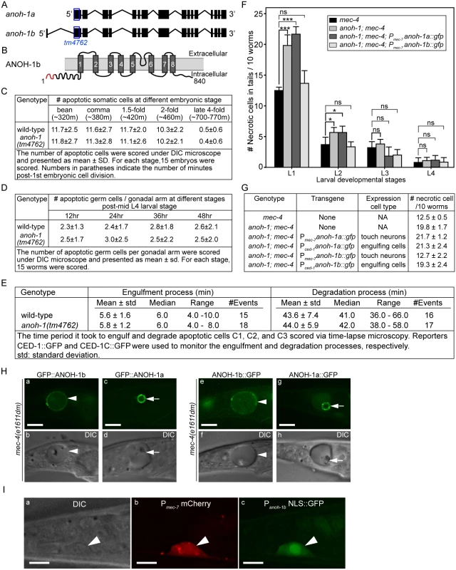 <i>anoh-1</i> is required for the efficient removal of necrotic touch cells but not apoptotic cells.