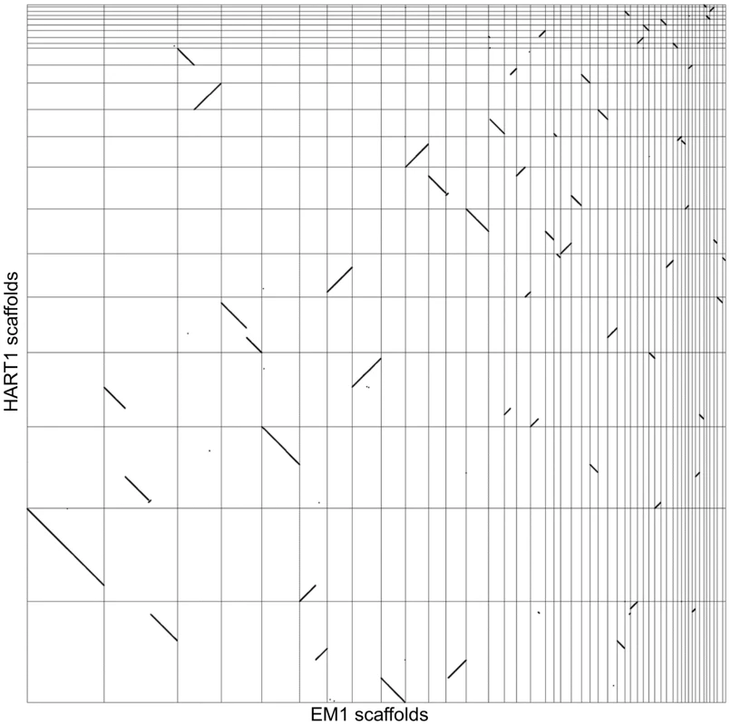 Synteny between <i>Phytomonas</i> EM1 and HART1 genomes.