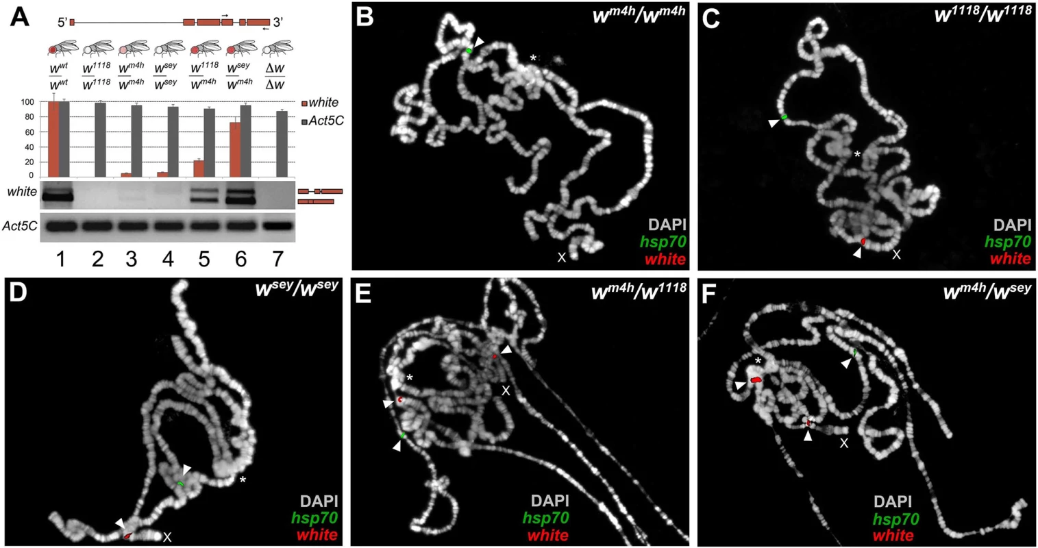 Increased levels of wildtype <i>white</i> coding transcripts and <i>w</i><sup><i>m4h</i></sup> chromatin locus opening by <i>w*</i> alleles.
