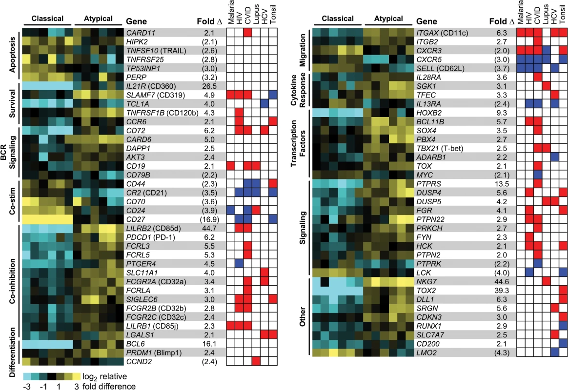 Whole-transcriptome analysis of atypical and classical MBCs from parasitemic, but asymptomatic, subjects.