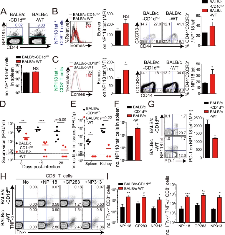 Accelerated viral control in BALB/c wild-type mice compared to BALB/c-CD1d<sup>KO</sup> mice.
