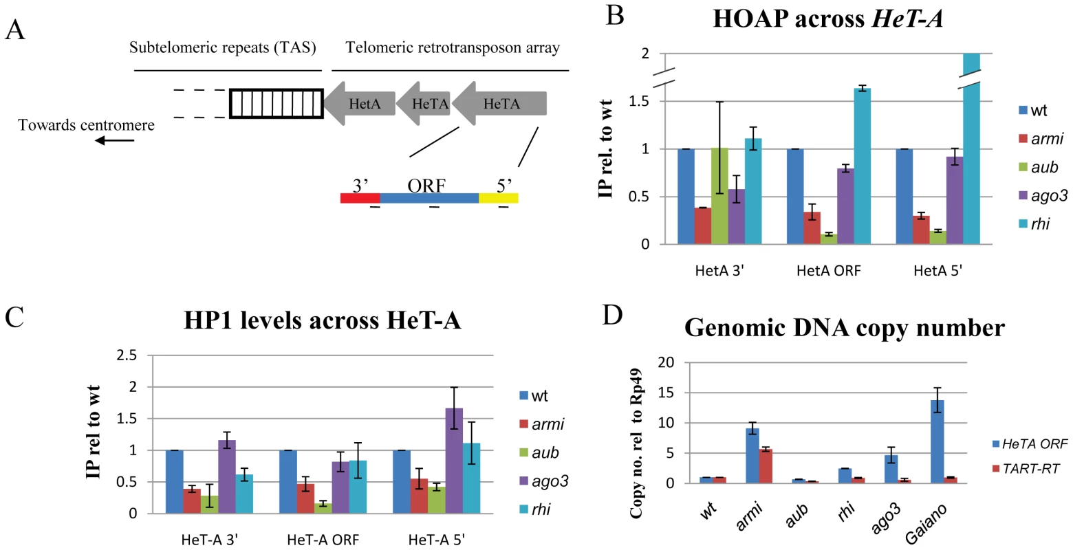 Mutations in <i>aub</i> and <i>armi</i> disrupt assembly of the telomere protection complex.