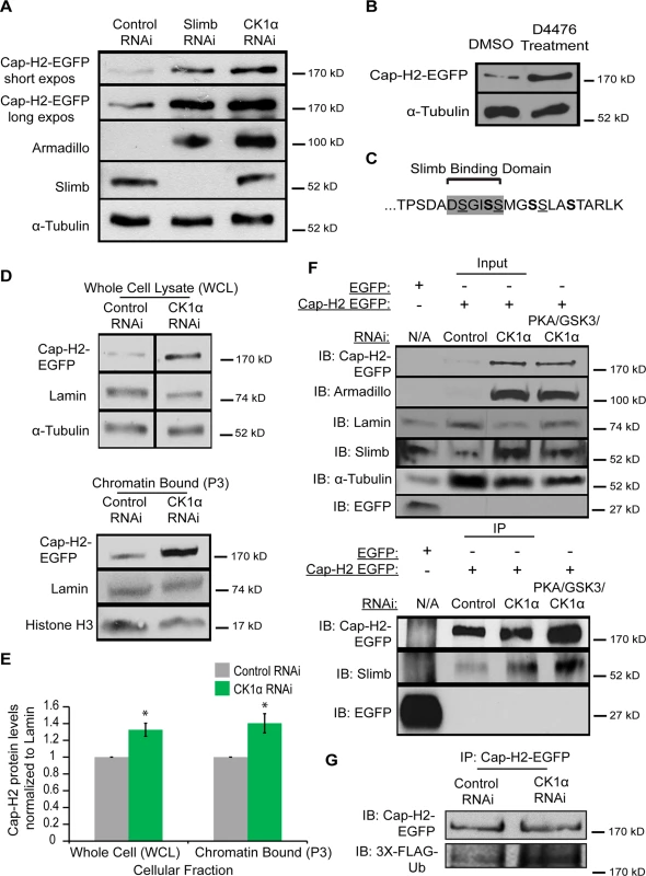 Cap-H2 degradation is CK1α dependent.