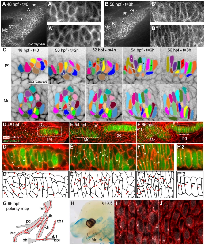 Morphogenesis and polarity of pharyngeal cartilages.