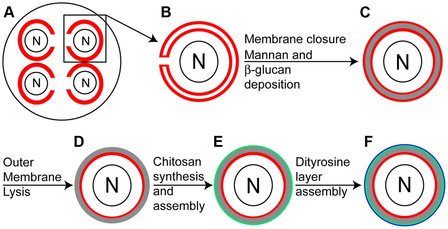 Overview of spore wall formation.