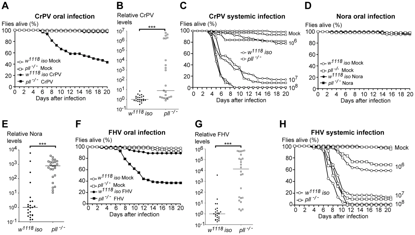 Toll Pathway mutant flies are less resistant to other RNA viruses oral infection.