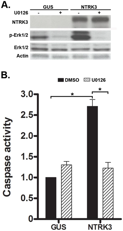 NTRK3 expression induces phosphorylation of Erk1/2 (Thr202/Tyr204), and the inhibition of phosphorylation of Erk1/2 correlates with decreased apoptosis induced by NTRK3.