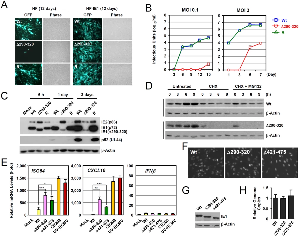 Growth properties of the mutant virus encoding IE1(Δ290–320).