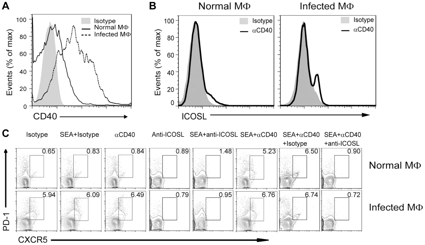 CD40L regulates ICOSL expression in macrophages for Tfh-cell development.