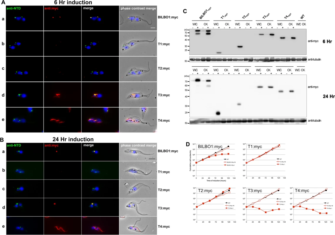 The coiled-domain is required for polymer formation in <i>T. brucei</i>.