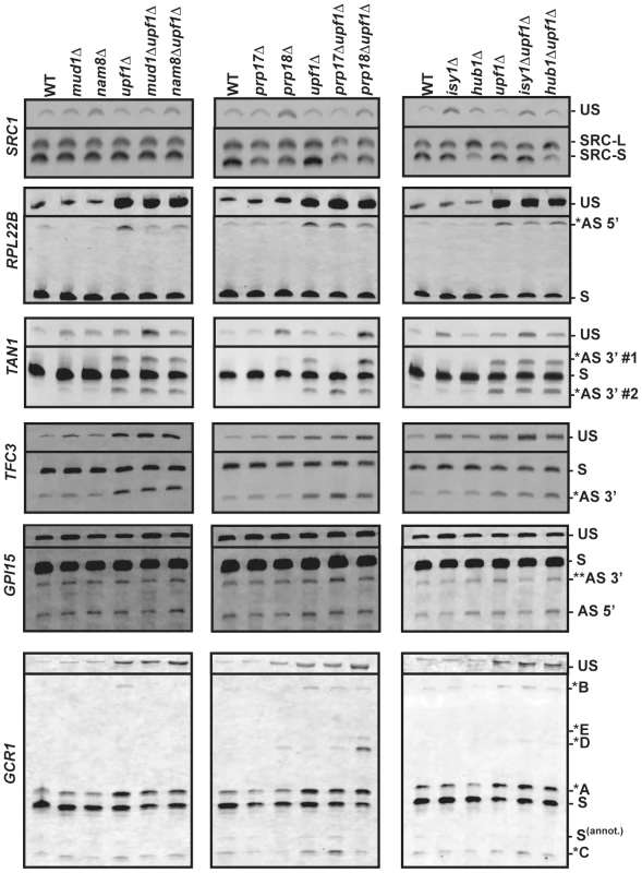 RT-PCR analysis of alternatively spliced products for <i>SRC1</i>, <i>RPL22B</i>, <i>TAN1</i>, <i>TFC3</i>, <i>GPI15</i> and <i>GCR1</i> in wild-type, NMD and various splicing mutants.