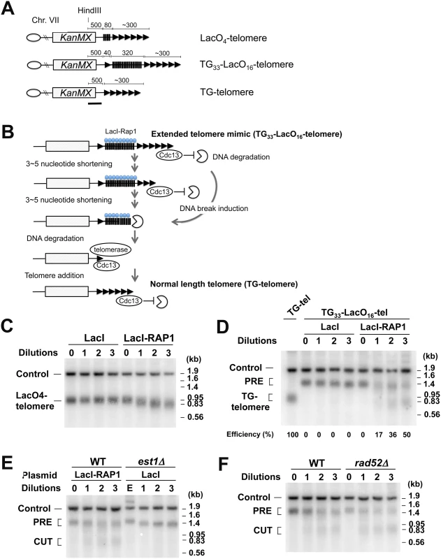 DSB induction at an artificially elongated telomere.