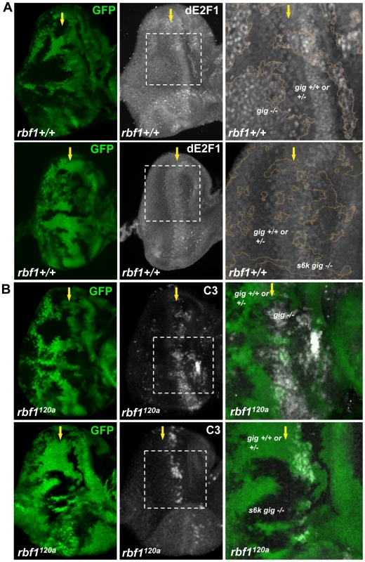 S6K is required for the effect of TSC inactivation on dE2F1 expression and dE2F1-dependent cell death in <i>rbf1<sup>120a</sup></i> eye discs.
