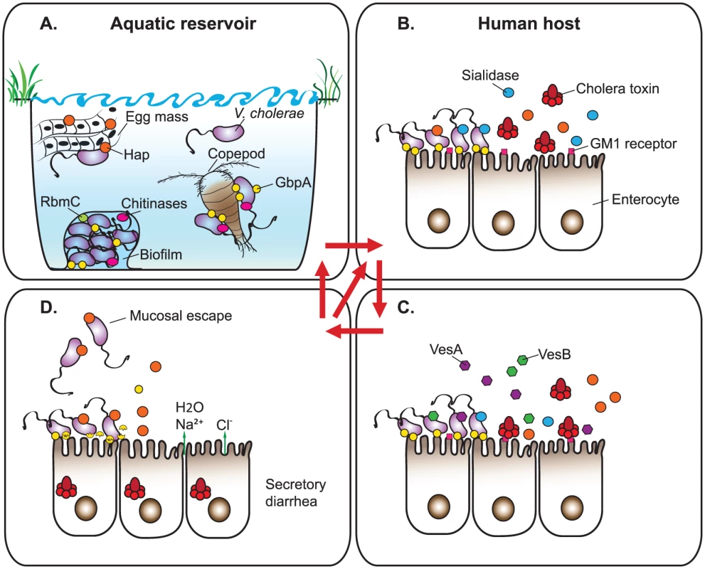 The T2S substrates facilitate survival and fitness of <i>V. cholerae</i> in its dual life cycle.