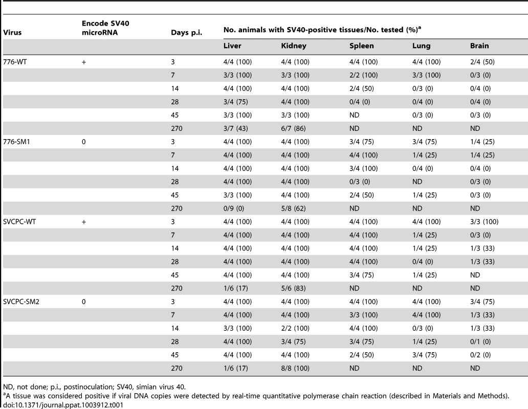 Frequent persistence of SV40 in hamster tissues following intracardiac inoculation.