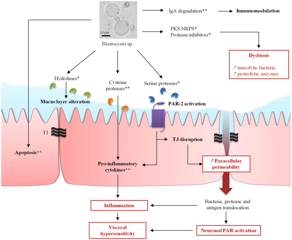 Hypothetical model of pathogeny for <i>Blastocystis</i> spp. from genomic (*) and experimental (**) data.