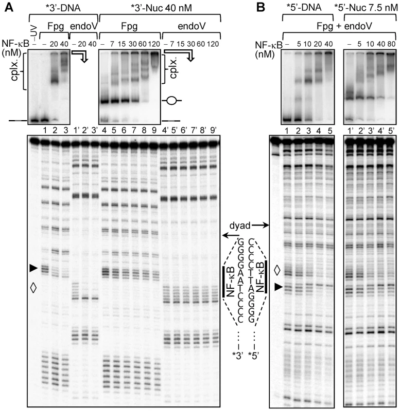 Dilution driven H2A–H2B dimer eviction allows binding of NF-κB to Nucleosome Core Particle.
