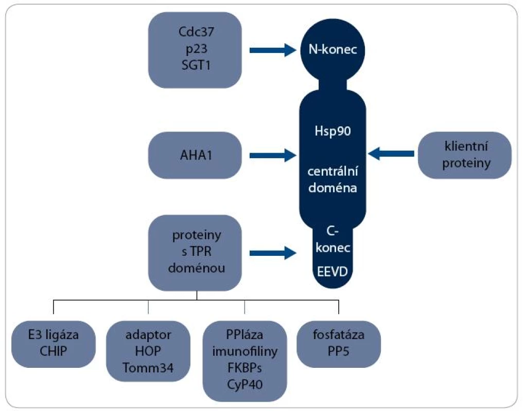 Interakční partneři Hsp90. S molekulou Hsp90 interaguje řada proteinů. K vazbě klientních proteinů dochází v centrální doméně, zatímco ko-chaperony se vážou na všechny domény Hsp90. S motivem EEVD v C-koncové doméně interaguje heterogenní skupina ko-chaperonů obsahujících TPR doménu, které plní různé biologické funkce, např. E3 ubikvitin ligázy, adaptorového proteinu, peptidilylprolyl cis/trans-izomerázy (PPIáza) nebo protein fosfatázy.