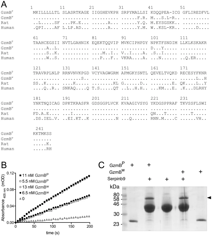 GzmB<sup>W</sup> and GzmB<sup>P</sup> have distinct substrate preferences.