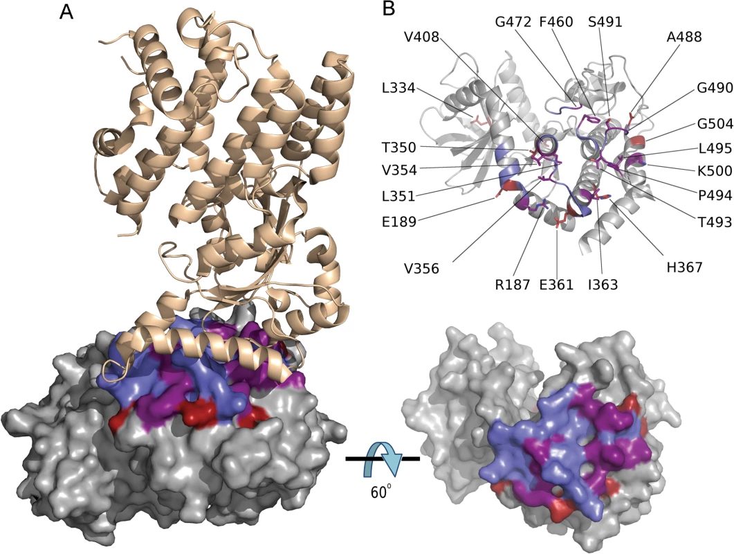 Codons under positive diversifying selection encode amino acid residues at the ROP5B<sub>I</sub> /IRGa6 interface.