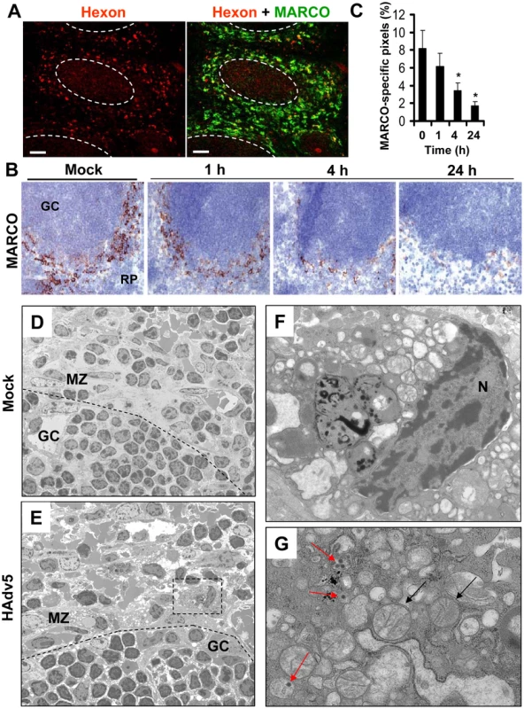 MARCO<sup>+</sup> marginal zone cells are eliminated from the spleen after sequestering Ad from the blood.
