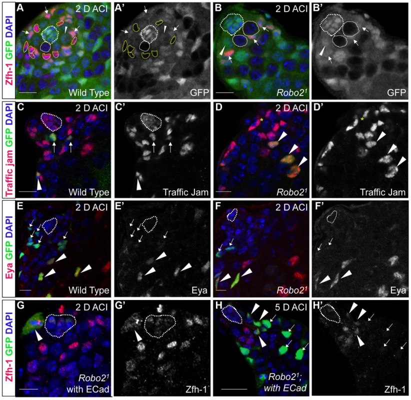 The Robo2 receptor is autonomously required for CySC maintenance in the testis.