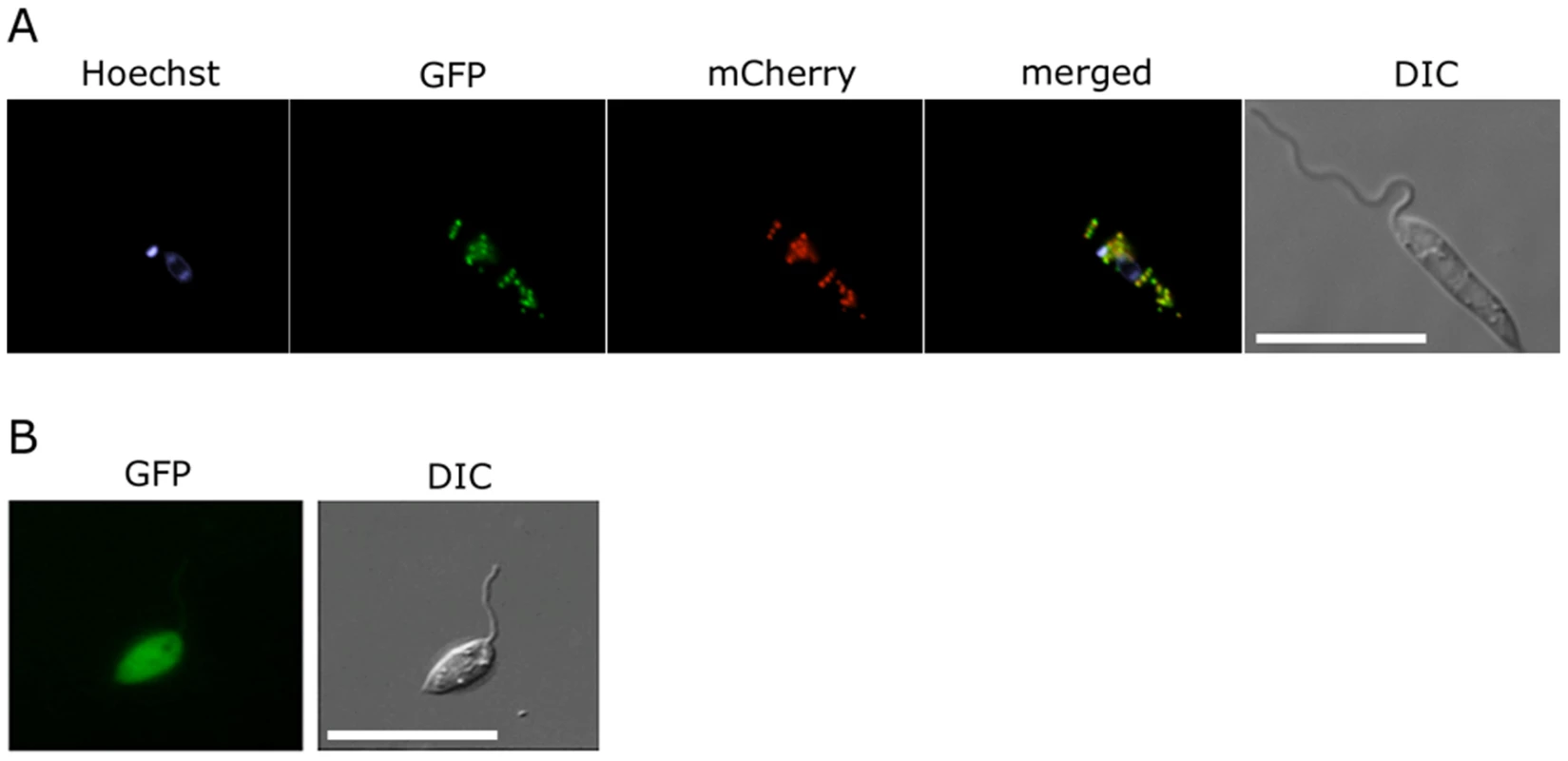 Glycosomal targeting of GND.