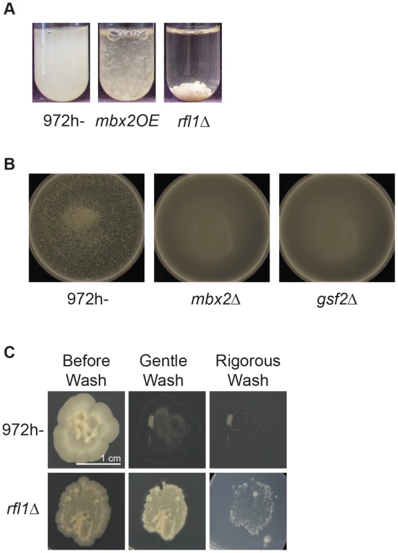 Flocculation induction by <i>rfl1<sup>+</sup></i> deletion, <i>mbx2</i><sup>+</sup> overexpression, or wild type grown in flocculation-inducing medium.