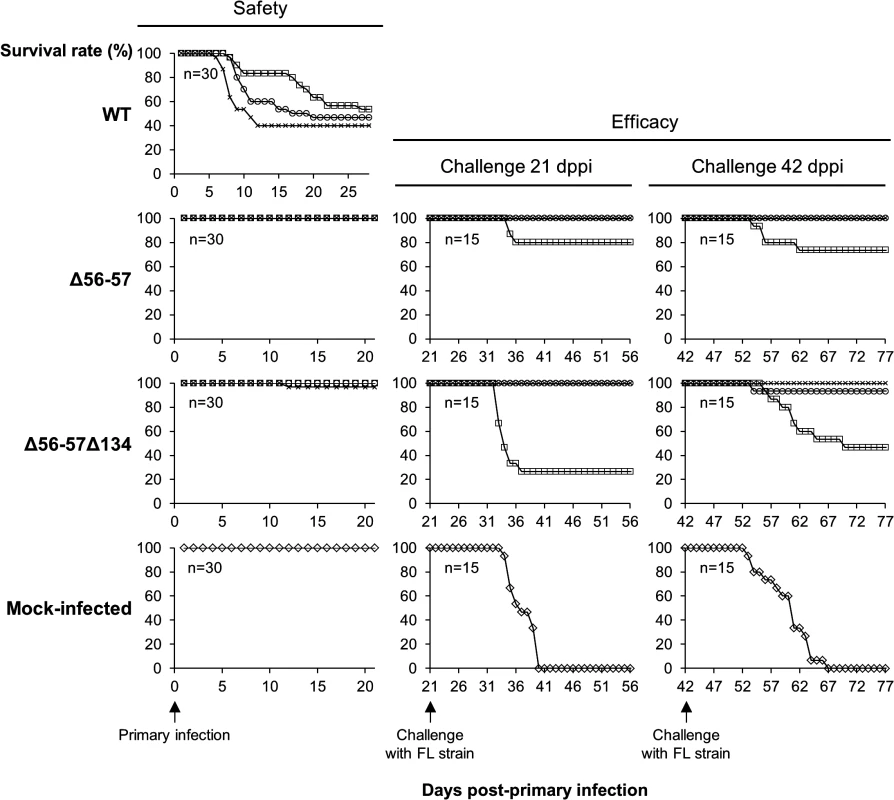 Safety-efficacy profile of double Δ56-57 and triple Δ56-57Δ134 deleted recombinants encoding a wild-type TK locus.