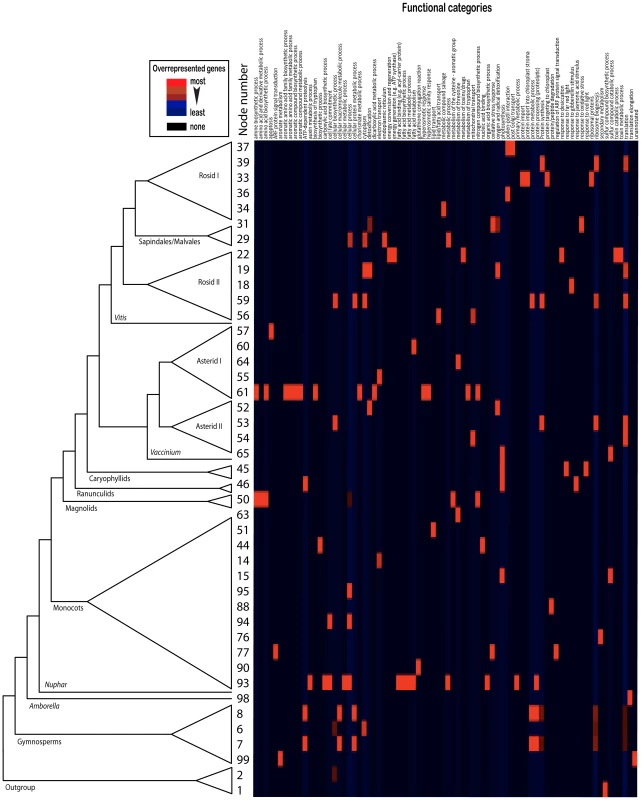 Distribution Map of Overrepresented GO Terms per Node.