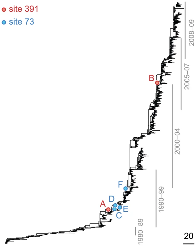 Phylogenetic tree of HA (subtype H3) illustrating a putatively epistatic interaction between sites 391 (red circles) and 73 (blue circles).