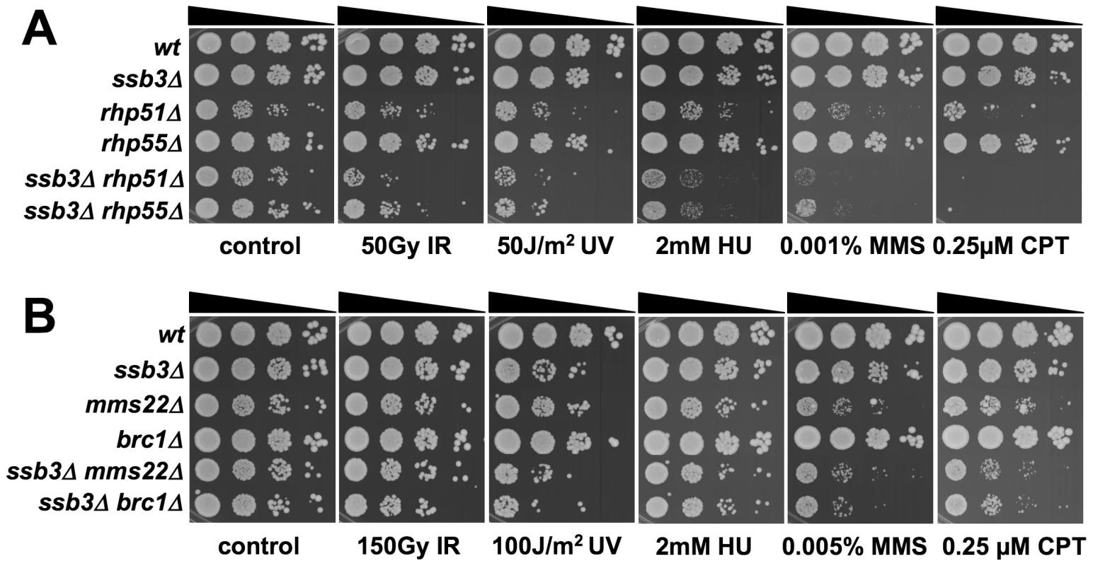 Genetic interactions between Ssb3 and Rhp51, Rhp55, Mms22, and Brc1.