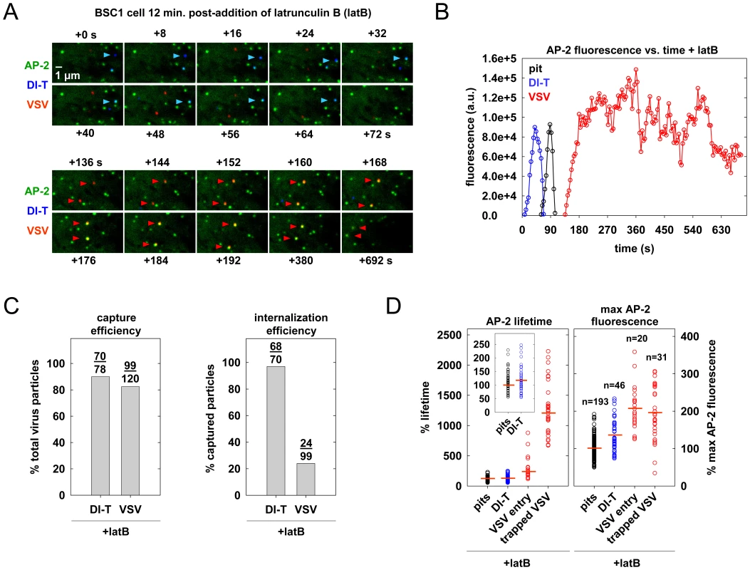 Actin polymerization is not required for DI-T internalization.