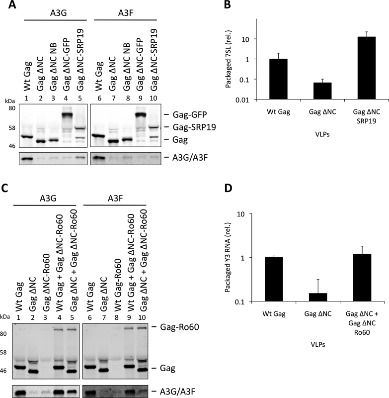 Incorporation of A3G and A3F into Gag-SRP19 and Gag-Ro60 containing VLPs. (A)