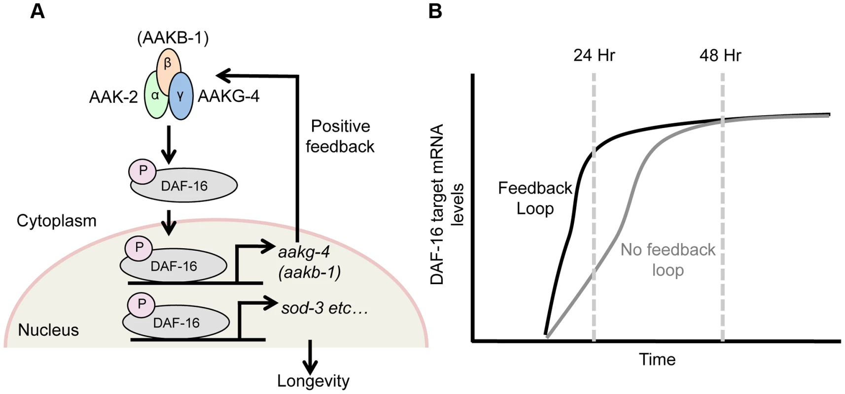 DAF-16 and AMPK form a positive feedback loop.