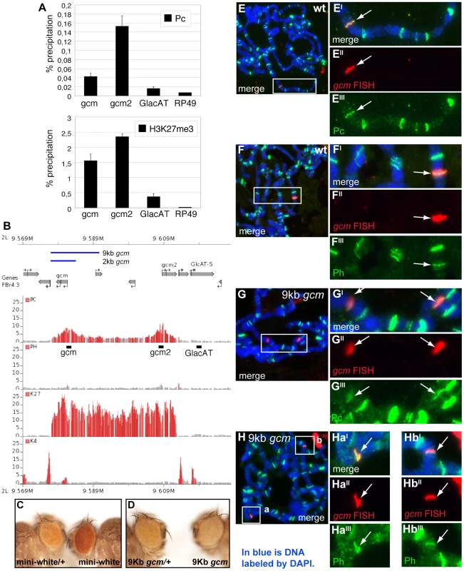 Pc binds to the <i>gcm</i> promoter region.