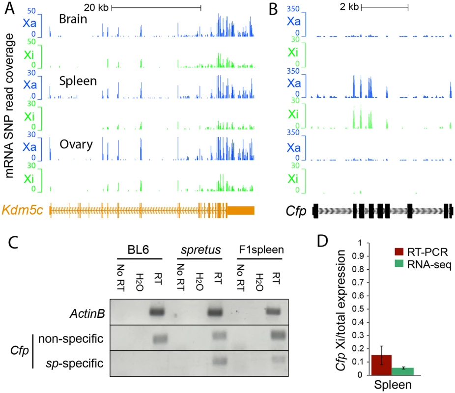 Evaluation of escape from XCI in mouse tissues.