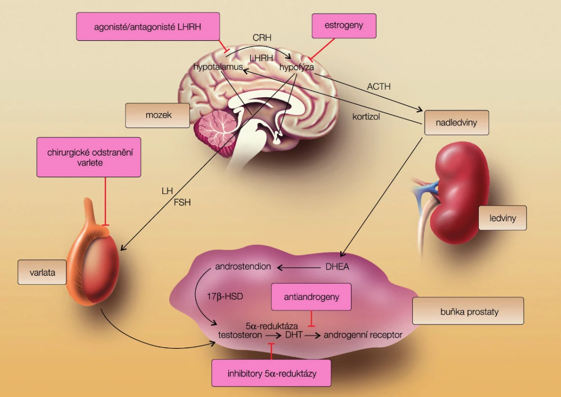 Hypothalamo-hypofyzární testikulární osa (převzato z Remedia 2010 (3))
Fig. 1. Axis hypothalamus-hypophysis – testis (from Remedia with permission)