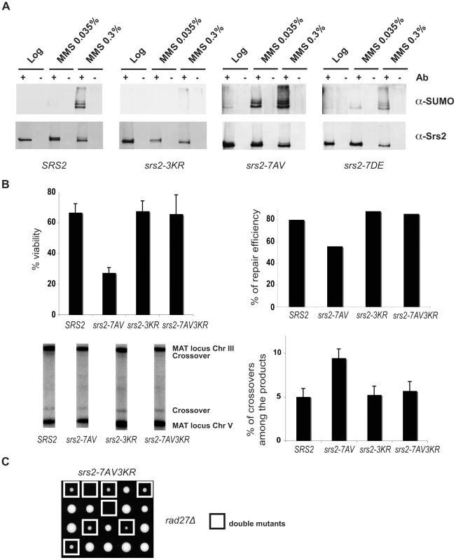 Srs2 sumoylation causes recombination defects in the unphosphorylatable <i>srs2-7AV</i> mutant.