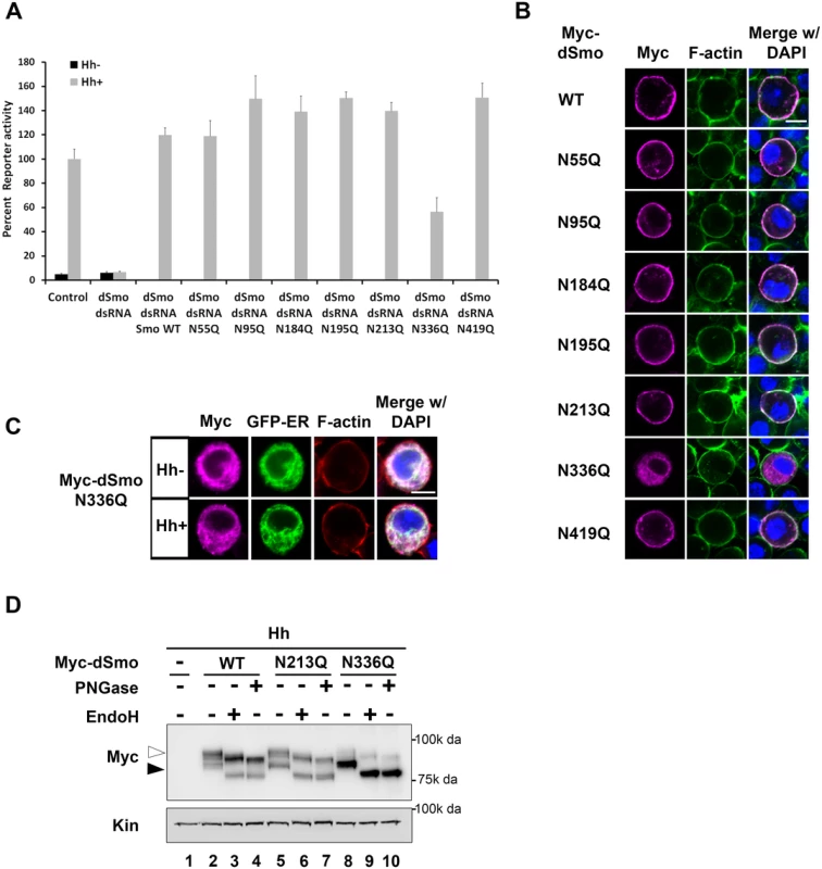 N336Q impacts dSmo trafficking and activity.