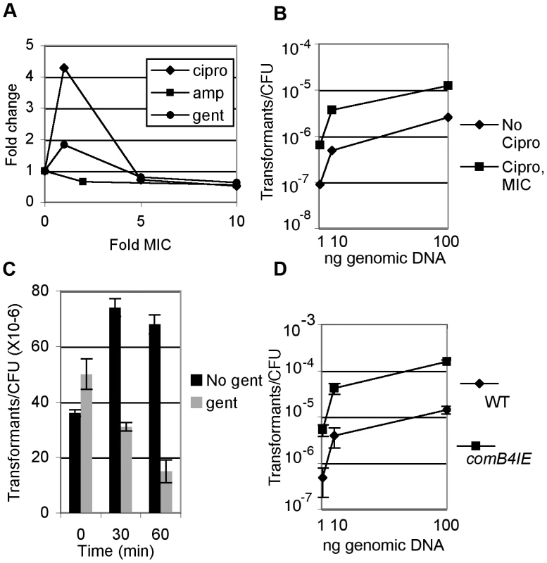 DNA damage increases natural transformation.