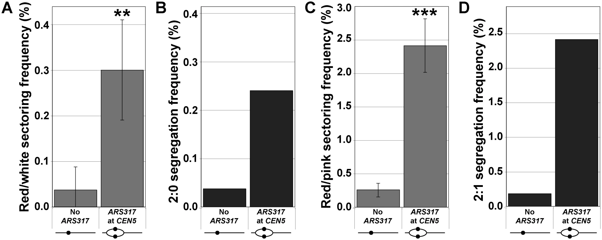 Centromeric re-replication induced in cycling cells causes 2:0 and 2:1 segregation.