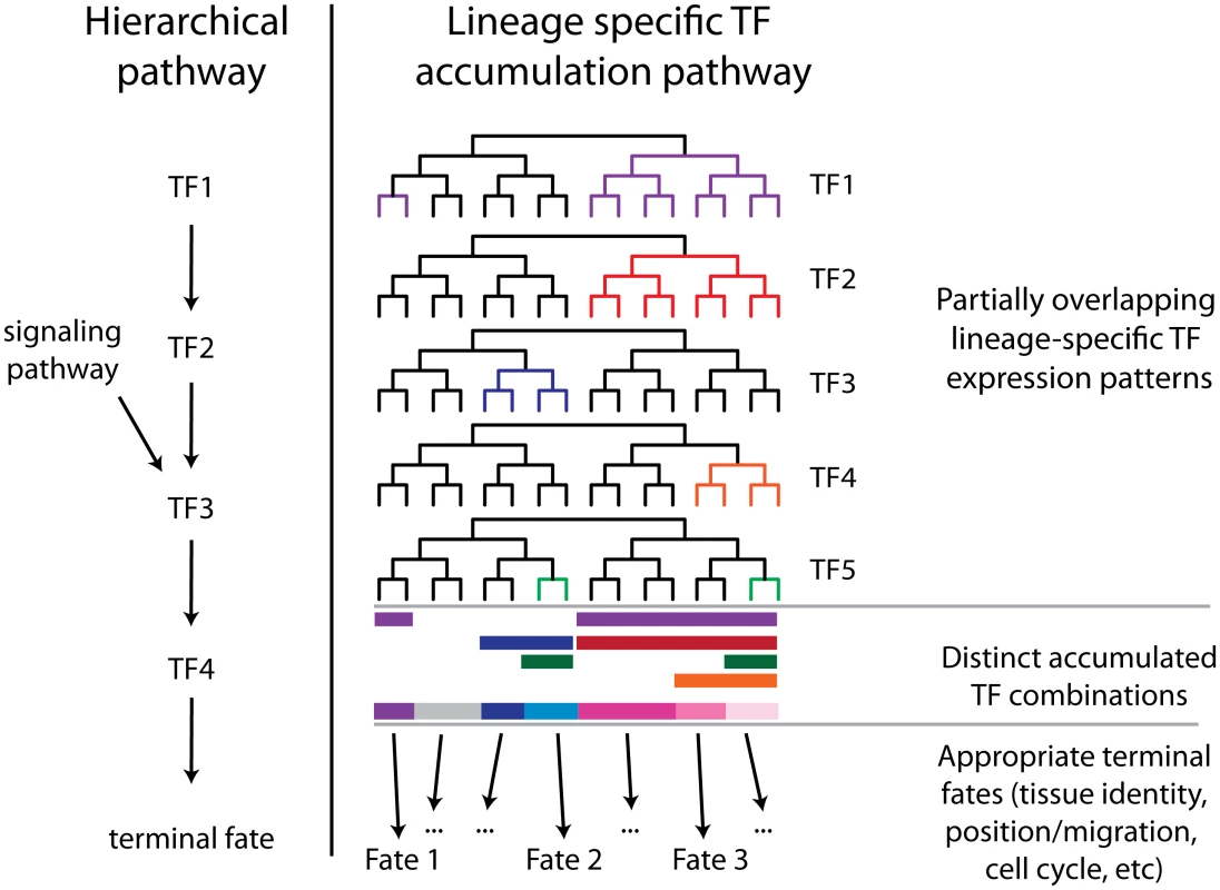 Complementary hierarchical and lineage accumulation models for developmental regulation.