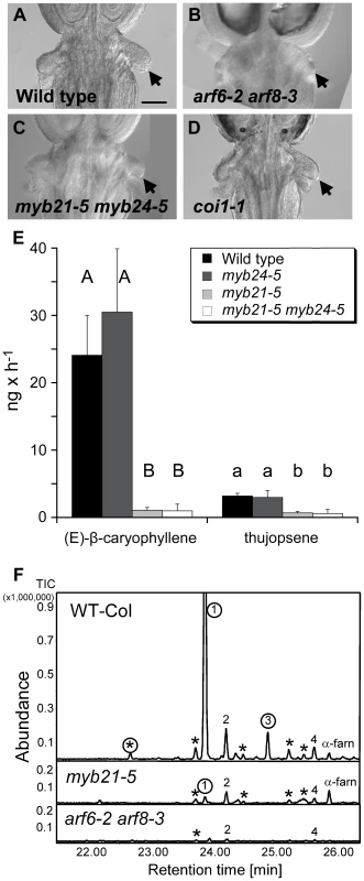 Phenotypes related to insect attraction.